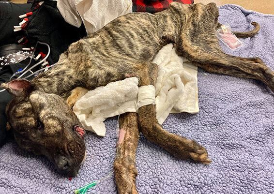 Ethan the dog being cared for by the Kentucky Humane Society